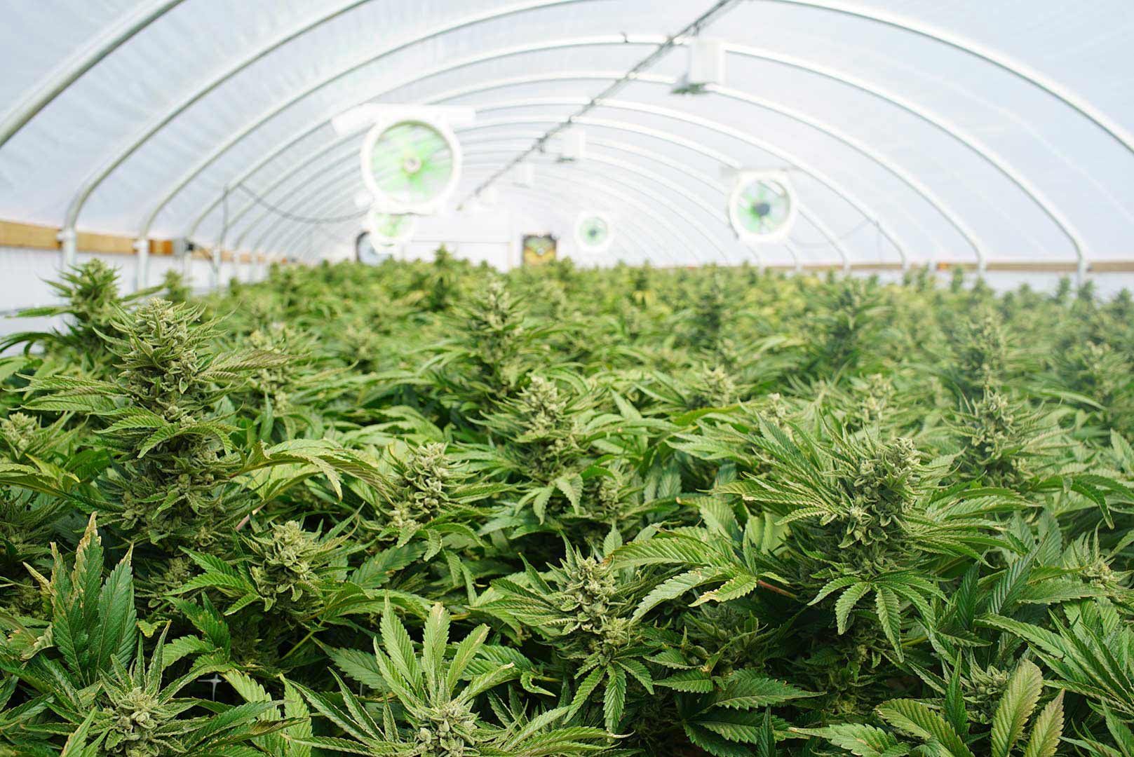 Indoor cannabis cultivation room