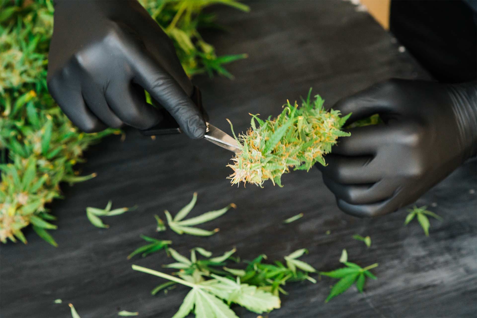 Hand trimming and manual handling of flower